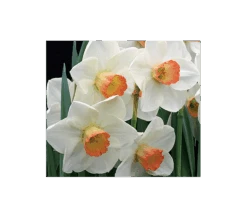 Weatherproof Large-Cupped Daffodil Mix -Garden Bloomy Shop x600 4068