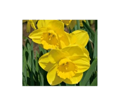 Weatherproof Large-Cupped Daffodil Mix -Garden Bloomy Shop x600 4074