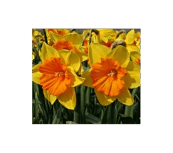 Weatherproof Large-Cupped Daffodil Mix -Garden Bloomy Shop x600 4099