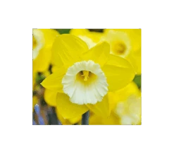Weatherproof Large-Cupped Daffodil Mix -Garden Bloomy Shop x600 4102