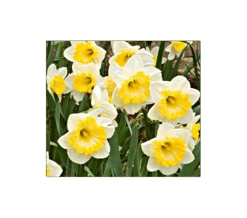 Weatherproof Large-Cupped Daffodil Mix -Garden Bloomy Shop x600 4114