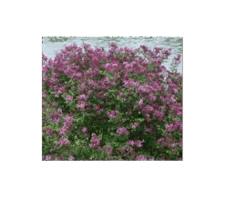 Syringa Bloomerang® Dark Purple -Garden Bloomy Shop x600 4366