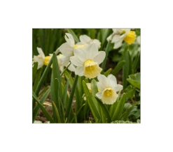 Weatherproof Large-Cupped Daffodil Mix -Garden Bloomy Shop x600 4852