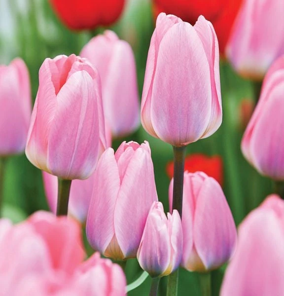 Spring Brights Darwin Hybrid Tulip Mix 5 Spring Brights Darwin Hybrid Tulip Mix - Image 3